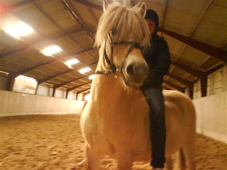 Fjordhest Bella <3 - Haha , i ridehuset det gamle sted , dejlig hyggetur :D [Fotograf: Emilie] billede 19
