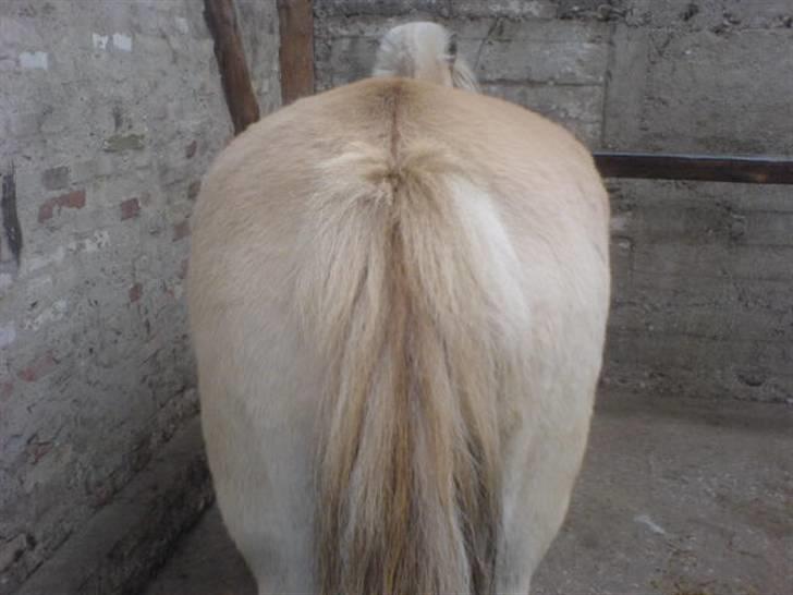 Fjordhest Bella <3 - Når enden er god er alting godt <3 [Foto: Mig]  billede 20