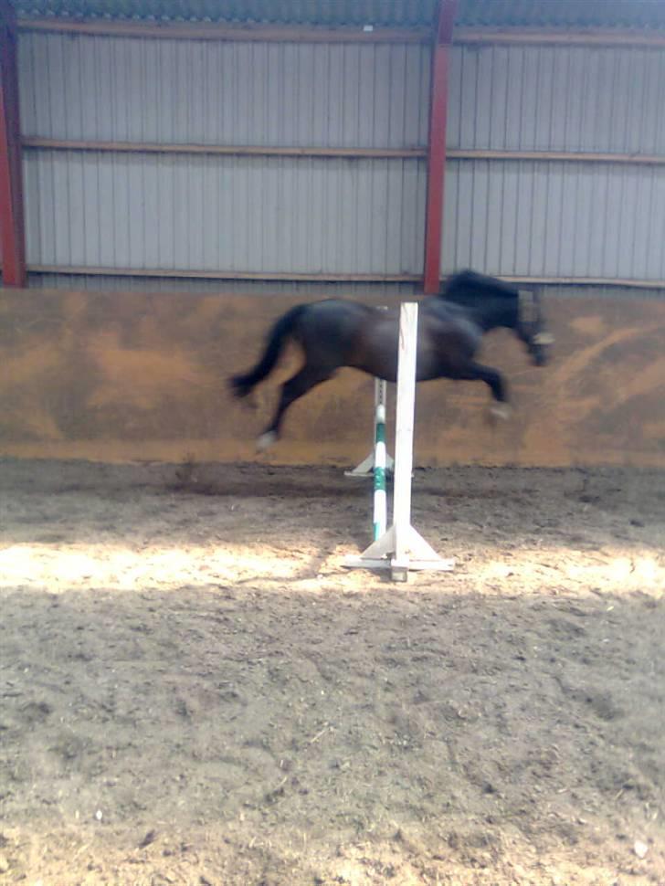 Anden særlig race Kansas Stidsbjerg R.I.P - Han kan også løsspringe hehe billede 14