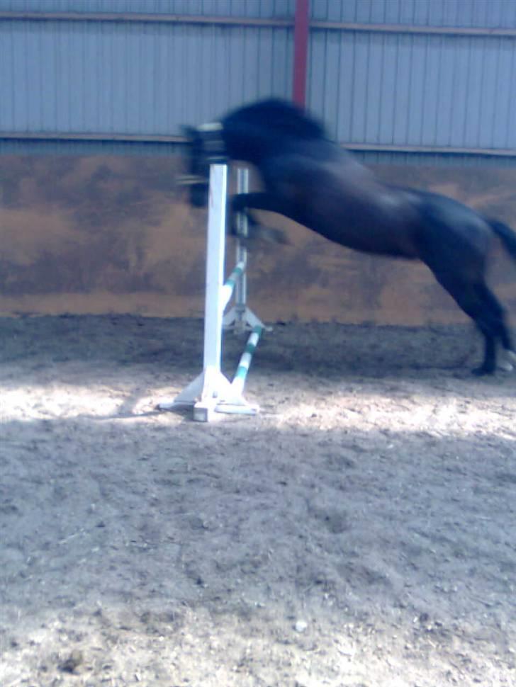 Anden særlig race Kansas Stidsbjerg R.I.P billede 15