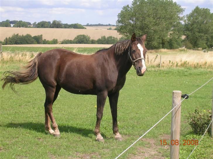 Anden særlig race Liberty  SOLGT - Liberty på fold Aug. 08 billede 11