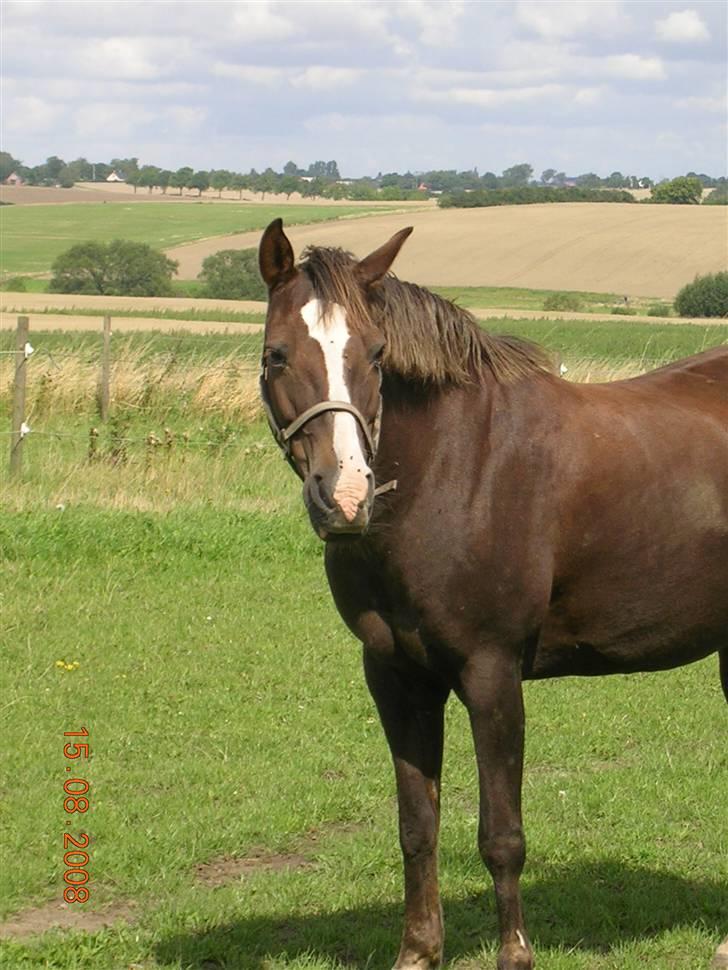 Anden særlig race Liberty  SOLGT - Liberty på fold Aug. 08 billede 12