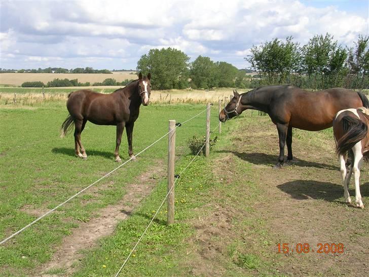 Anden særlig race Liberty  SOLGT - Liberty ved siden af de andre pruller :o) (Hun holder lidt afstand til hegnet, da for kort tid inden der havde hun rørt hegnet.....) billede 13