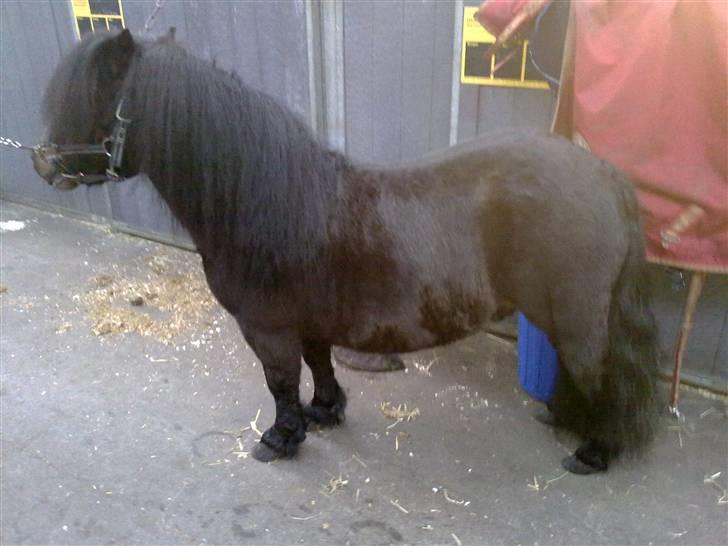 Shetlænder Ejstrups Akeno - klar til vestbirk 2010 billede 5