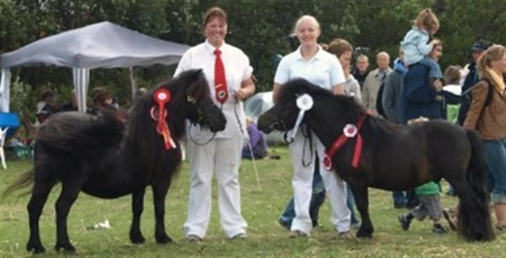 Shetlænder Ejstrups Akeno - SÅDAN så skete det, vi smuttede med alt..! WE ARE THE CHAMPIONS GITTE(BILLED LÅNT AF STUTTERI VADEHAVET) billede 6