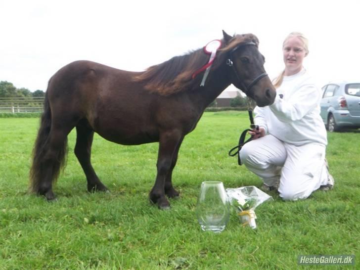 Shetlænder Ejstrups Akeno - Åbenrå føl og plagskue 40 point+ ærespræmie, og nr.4 ud af 15 i finalen billede 8