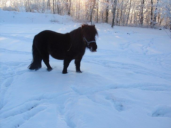 Shetlænder Ejstrups Akeno - Flabet er han også billede 9