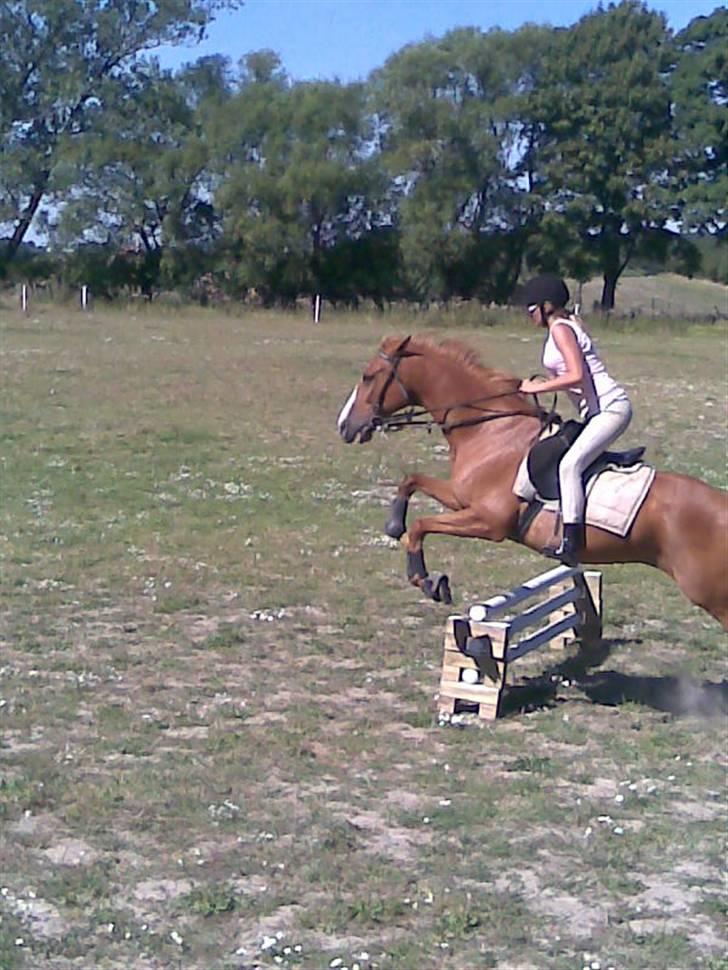 Anden særlig race robin (SOLGT) billede 16