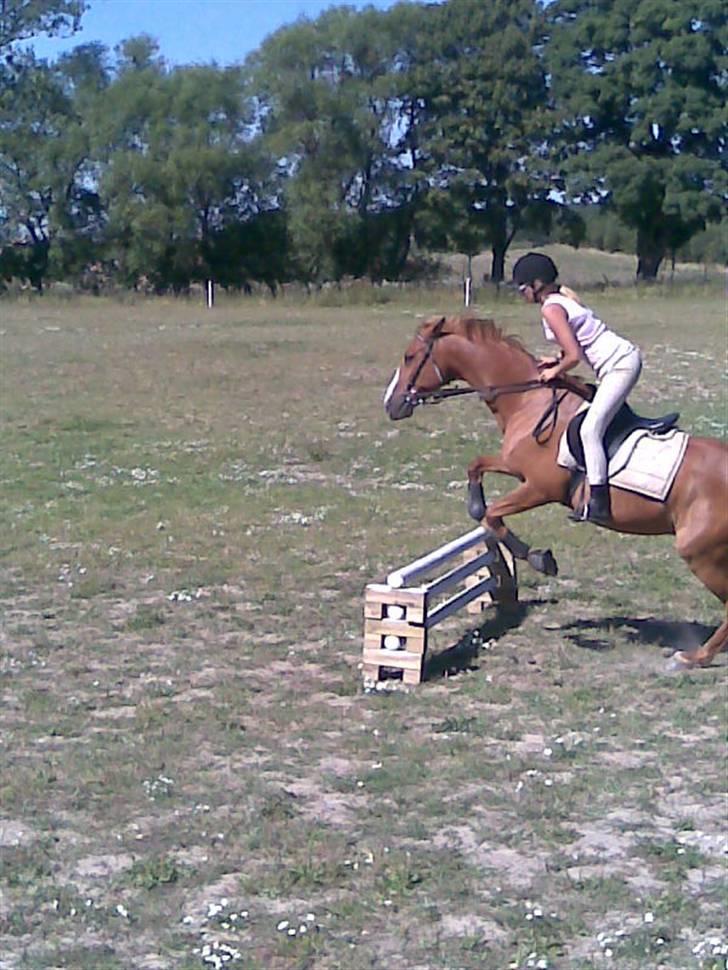 Anden særlig race robin (SOLGT) billede 17