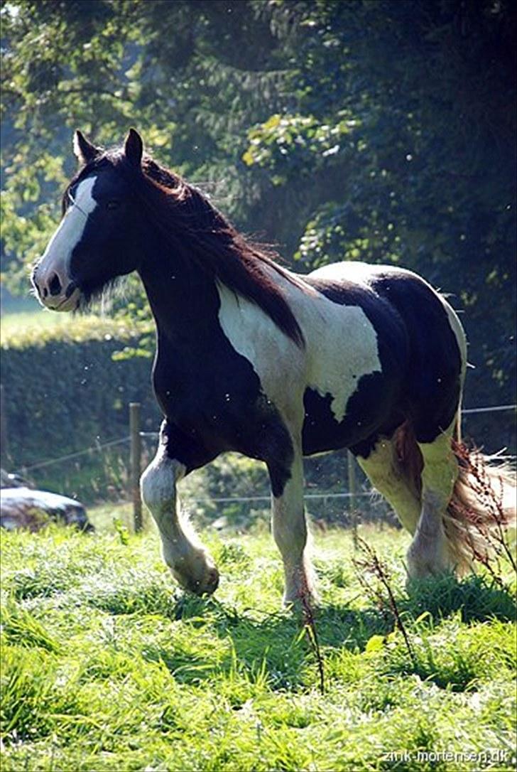 Irish Cob Troelsegaarden's MacNeal - MacNeal .. smukke dreng! billede 10