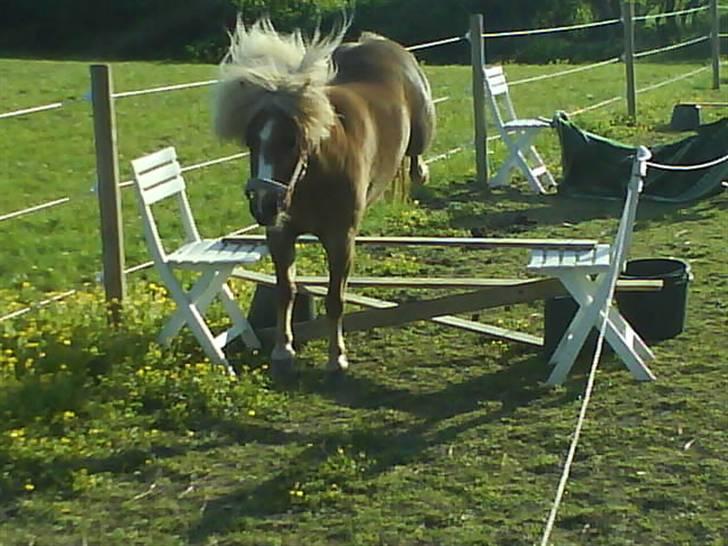 Shetlænder Stjernens Mini-Sunset - Løsspring (: billede 17