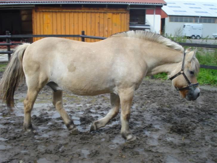 Fjordhest Buller <33 R.I.P. <33  - Buller trasker ned til græsmarken ;D billede 12