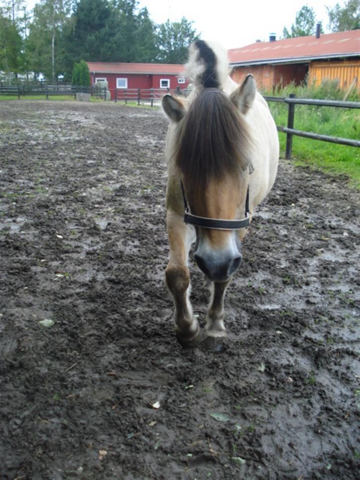 Fjordhest Buller <33 R.I.P. <33  - Han er sød! billede 13
