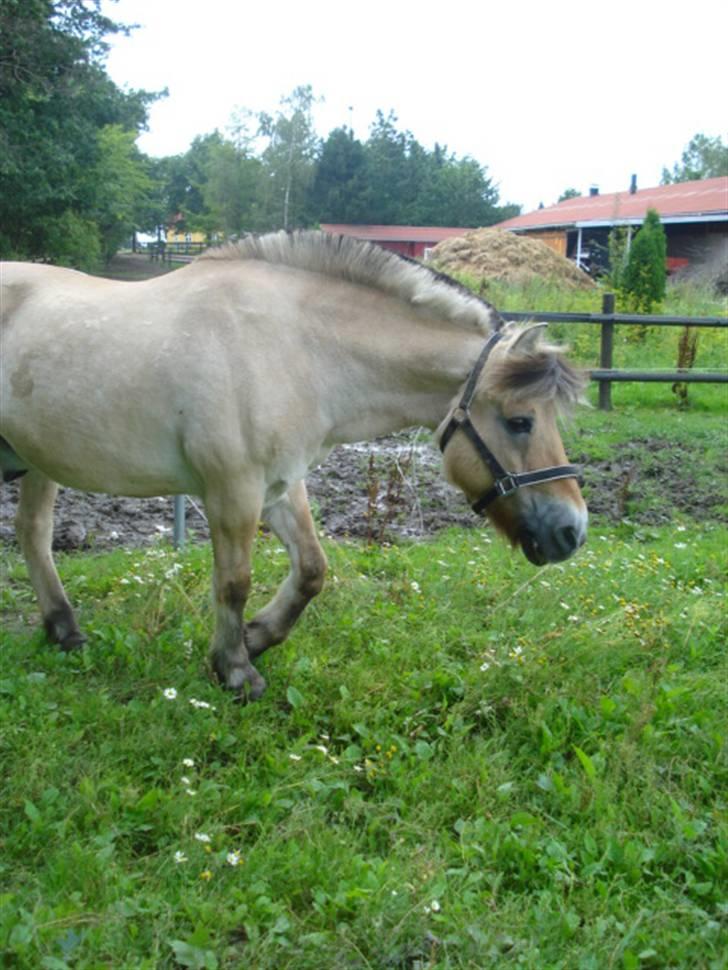 Fjordhest Buller <33 R.I.P. <33  - Lige ude efter mulen, men varme huer på, og græs i flyvende fart, er jeg der ikke snart? ;p billede 14