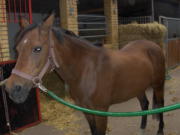 Welsh Pony (sec B) Leonie I LOVE YOU!(solgt) - er der noget bag hved mig  billede 6