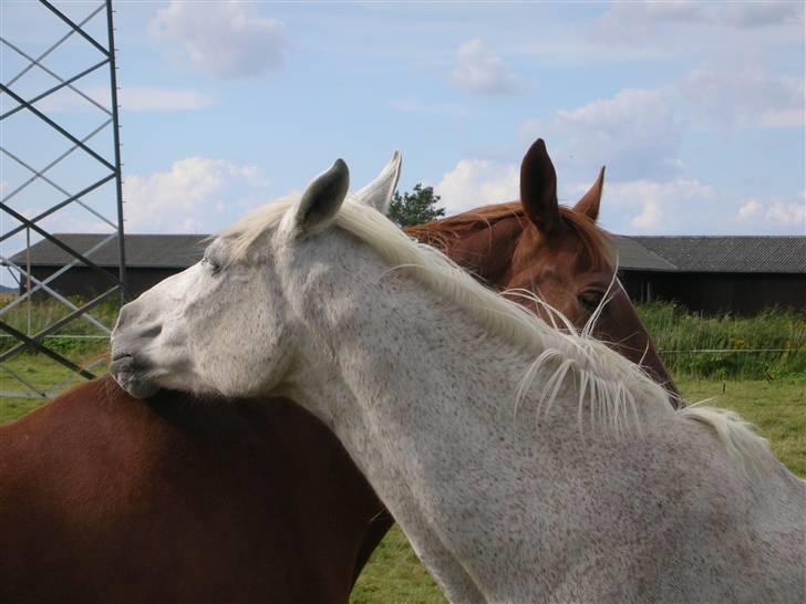 Anden særlig race Dione billede 16