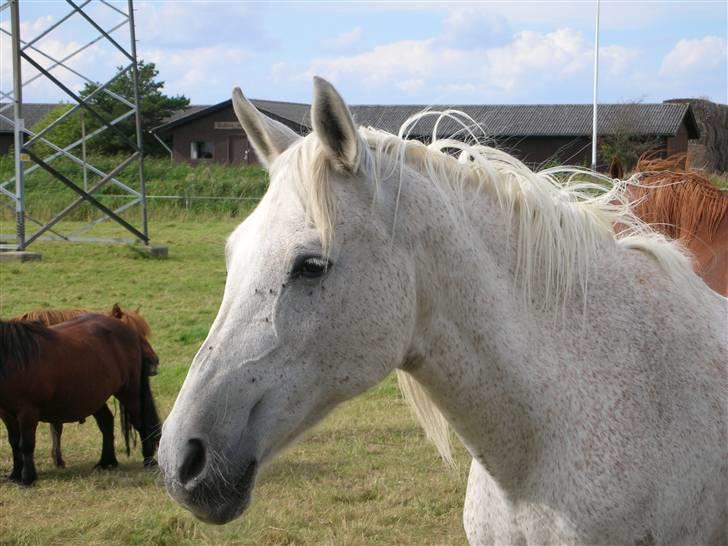 Anden særlig race Dione billede 17