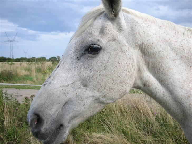 Anden særlig race Dione billede 18