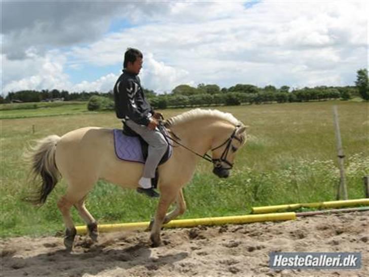 Anden særlig race Mister Hidalgo - R.i.P - Mister, på ferie hos hans tidligere ejer. :i <3 billede 7