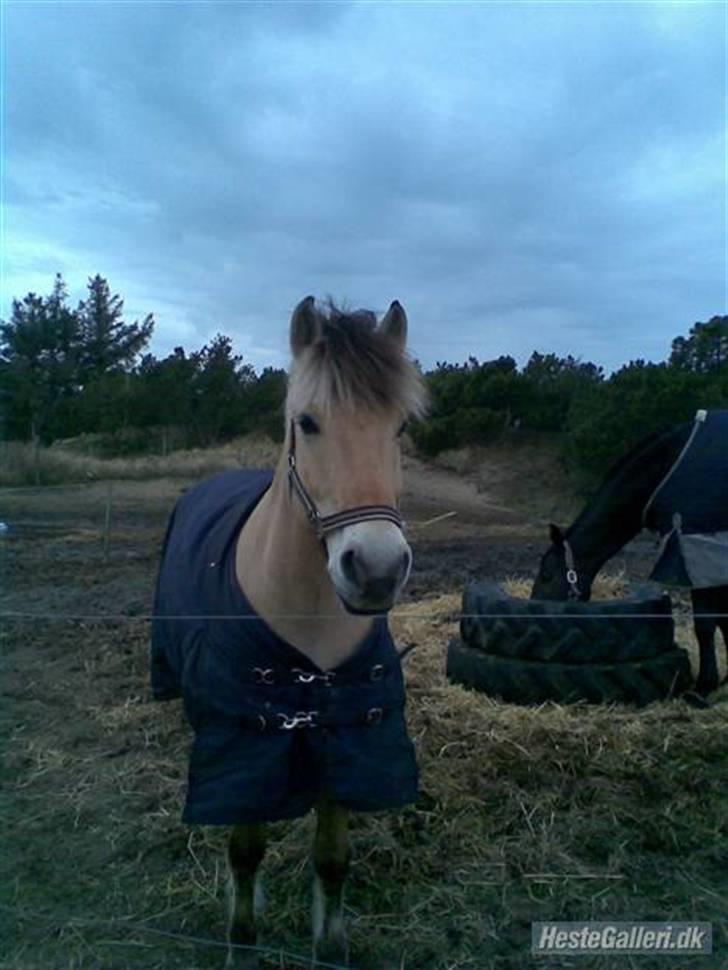 Anden særlig race Mister Hidalgo - R.i.P - Mister drengen på fold, altid så glad.. :`) <3 billede 6