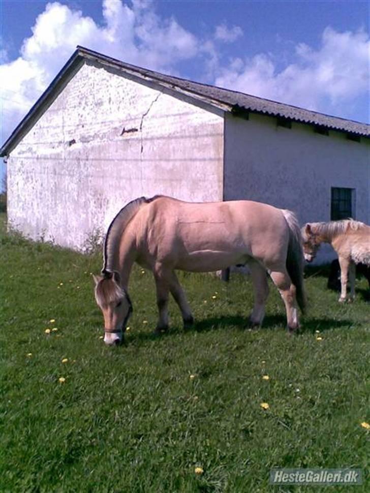 Anden særlig race Mister Hidalgo - R.i.P - Mister på græs - hos tidliger ejer år 2008..  billede 13