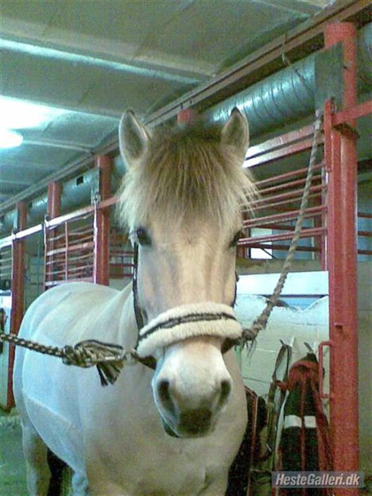 Anden særlig race Mister Hidalgo - R.i.P - Mister på staldgangen.. 
jeg kan ikke huske det, men tror næsten han fik øje på hvad jeg kom med - nemlig strigler og måske en guf :D <3 billede 10