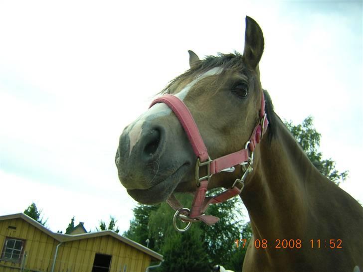 Anden særlig race Diva<3 (Gl.part) SAVNET! - 1. velkommen til Divas profil <3 elsker hende! lig en bedømmelse og en kommentar :) undskyld jeg ser lidt dum ud på nogle af billederne.. diva klør sig? billede 1