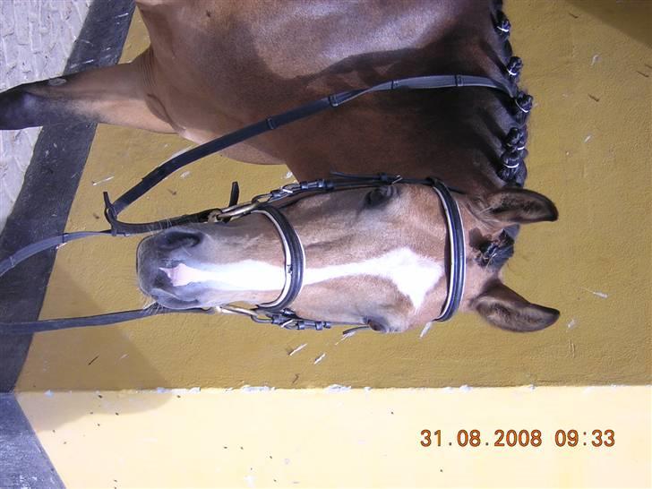 Anden særlig race Diva<3 (Gl.part) SAVNET! - 2. smukke pige inden ridning foto: Riis <3 billede 2