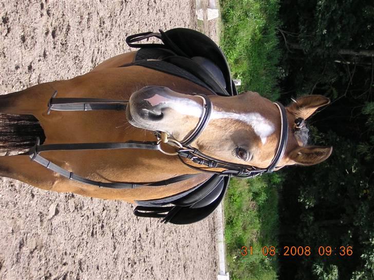 Anden særlig race Diva<3 (Gl.part) SAVNET! - 3. spændene? tror hun så en mus eller en kat foto: Riis <3 billede 3