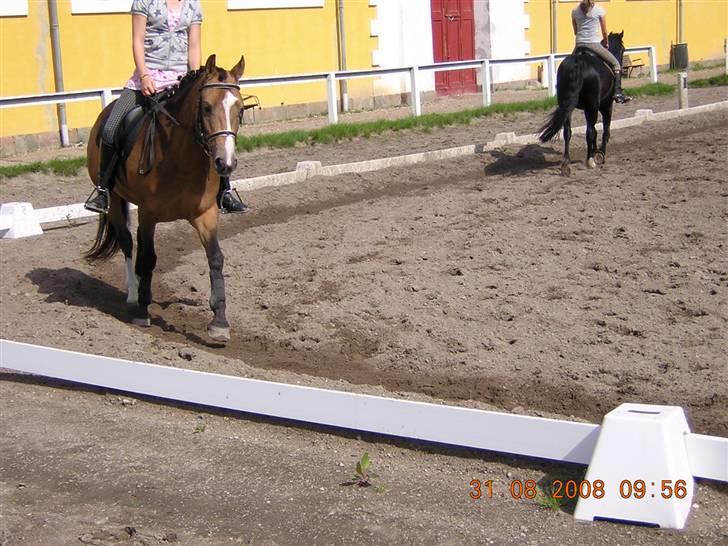 Anden særlig race Diva<3 (Gl.part) SAVNET! - 5. dejlige diva foto: Riis <3 billede 5