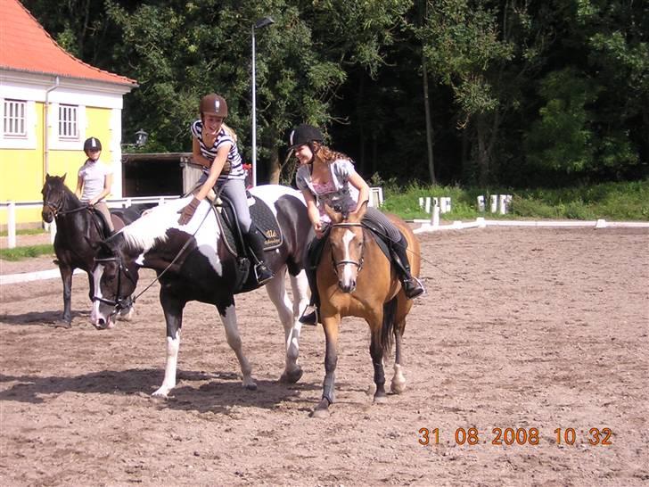 Anden særlig race Diva<3 (Gl.part) SAVNET! - 6. træning og undervisning den 14/8 foto: Riis <3 billede 6