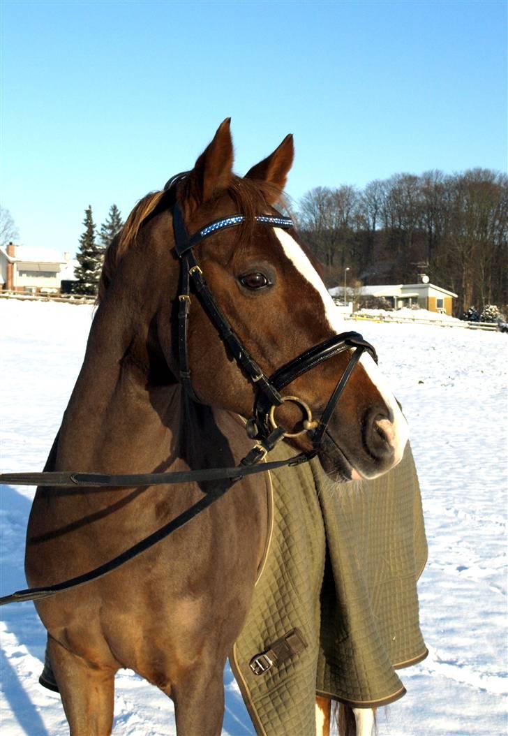 Tysk Sportspony Danubio 3 - R.I.P.  - skøre nubbi :D billede 3