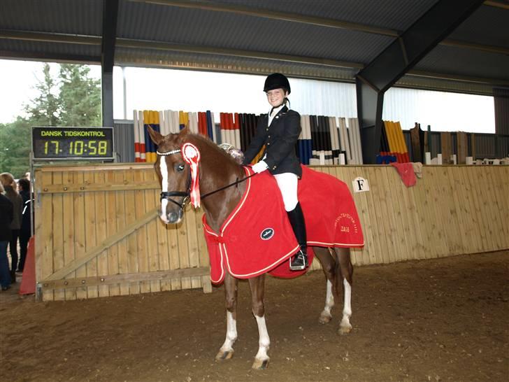 Tysk Sportspony Danubio 3 - R.I.P.  - distriktmester 2008 :D billede 4