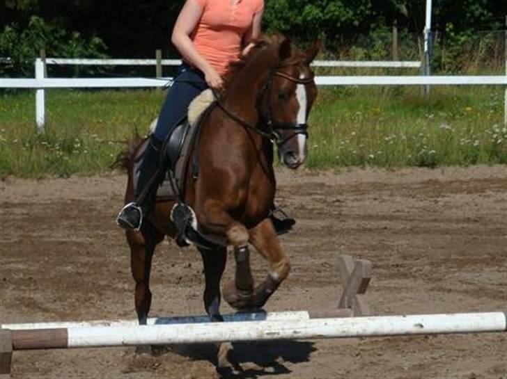 Tysk Sportspony Danubio 3 - R.I.P.  - Morsø 09 - taget af Lecia.  billede 6