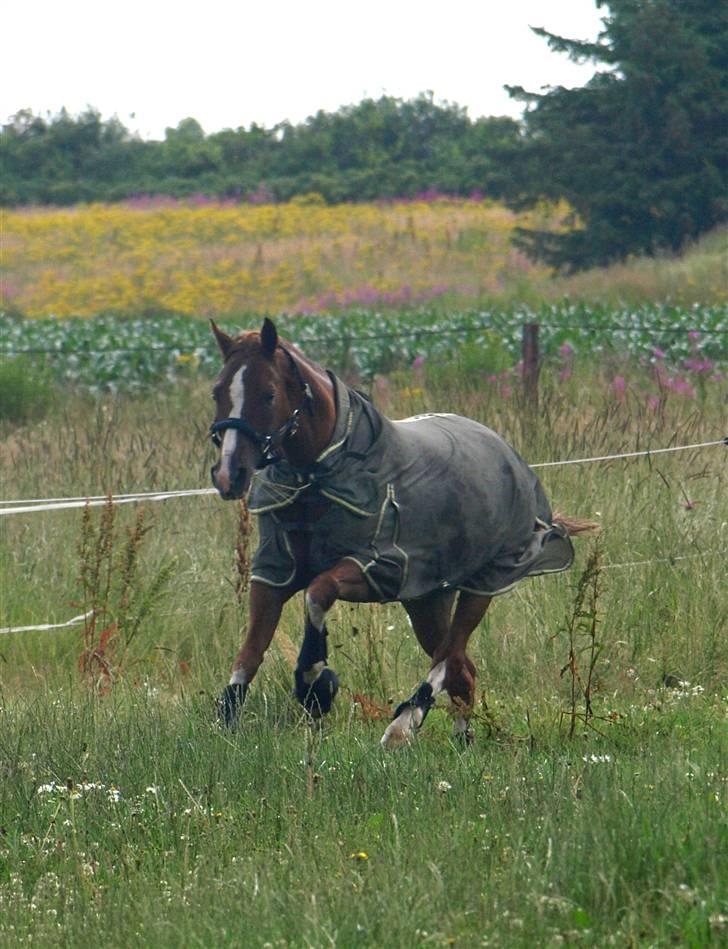Tysk Sportspony Danubio 3 - R.I.P.  - Fræser pony :) billede 7