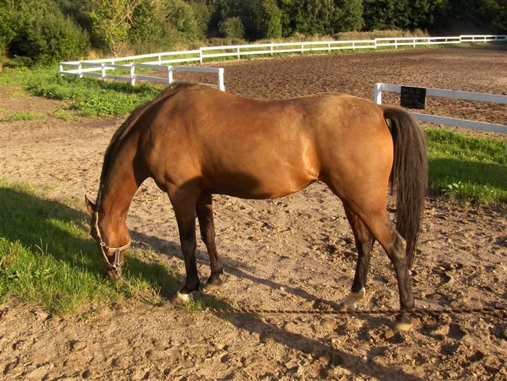 Welsh Pony (sec B) Leonie I LOVE YOU!(solgt) - hvor kan jeg rulle mig ? billede 7