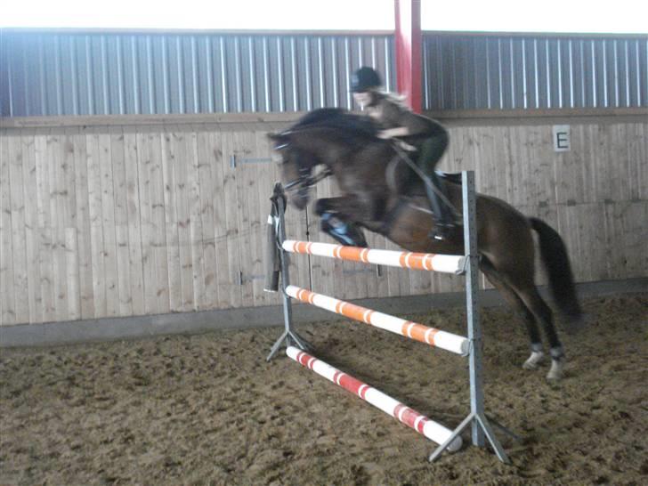 DSP Marengo - SOLGT :'( :'( - Springer 110 cm . Fotograf Mia Harpøth billede 6