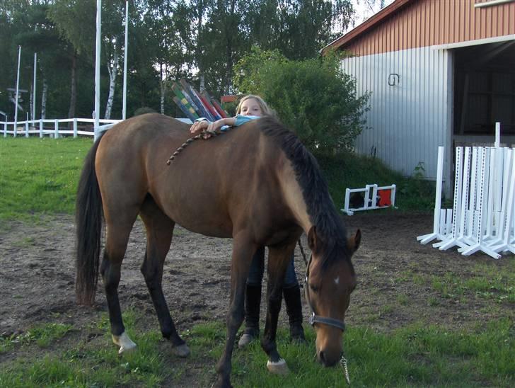 Welsh Pony (sec B) Leonie I LOVE YOU!(solgt) - ude og få lidt græs  billede 8