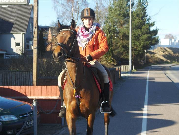 Welsh Pony (sec B) Leonie I LOVE YOU!(solgt) - leonie, selv om du er solgt skal du bare vide at jeg elsker og der vil altid være plads til dig i mit hjerte:´´´´( billede 9