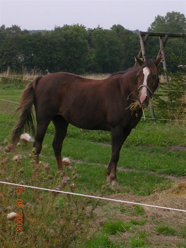 Anden særlig race Liberty  SOLGT billede 14