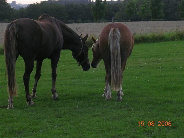 Anden særlig race Liberty  SOLGT billede 15
