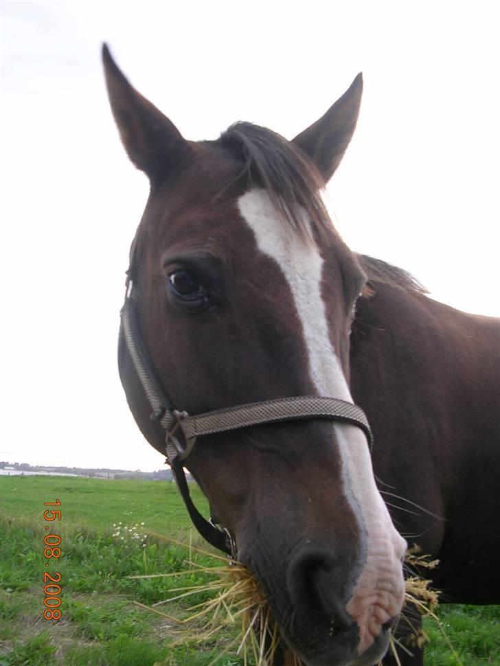 Anden særlig race Liberty  SOLGT billede 16