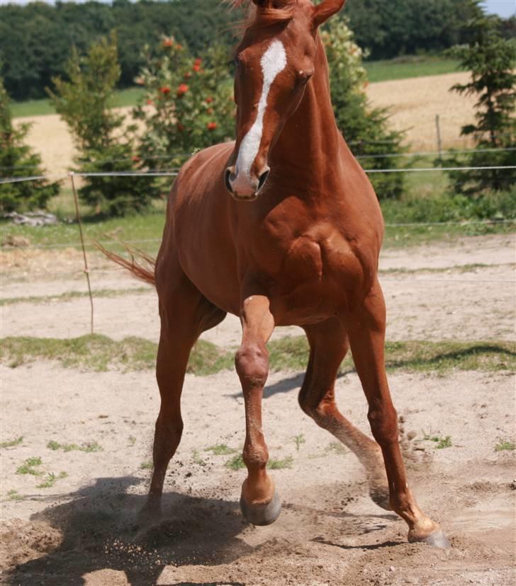 Fuldblod (XX) Madrilenjo - Krudter af efter longering..  billede 14