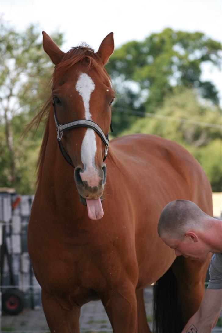 Fuldblod (XX) Madrilenjo - Jeg ELSKER vand billede 15