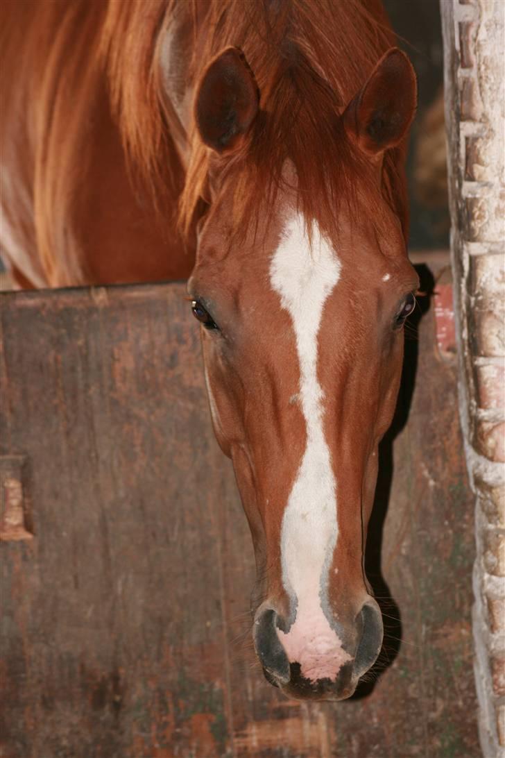 Fuldblod (XX) Madrilenjo - Se lige mig billede 16