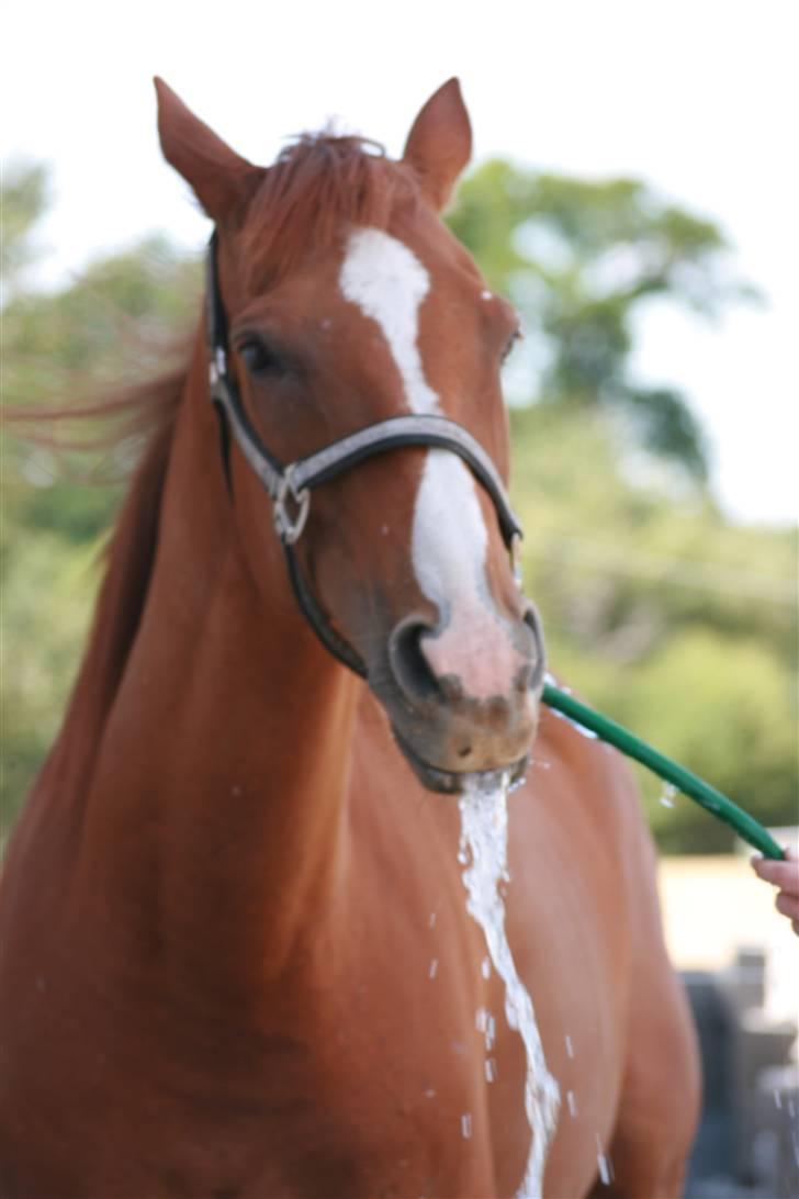 Fuldblod (XX) Madrilenjo - Jah jeg elsker stadig vand billede 17