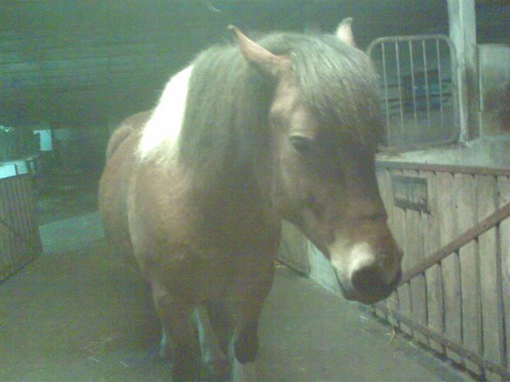 Anden særlig race Victoria billede 11