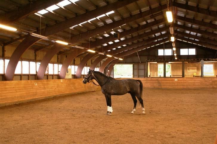 Dansk Varmblod Leader - ude og strække benene efter en lang tur i vogn billede 4