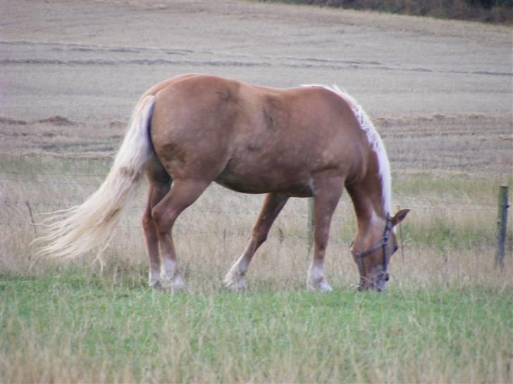 Haflinger  Kastanjegårdens Rosita - Rosita på folden  billede 1