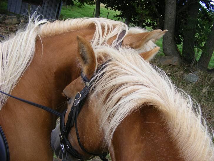Haflinger  Kastanjegårdens Rosita - Rosita og Natasha billede 2